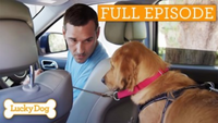 Rescue Golden Retriever Has No Off Switch!