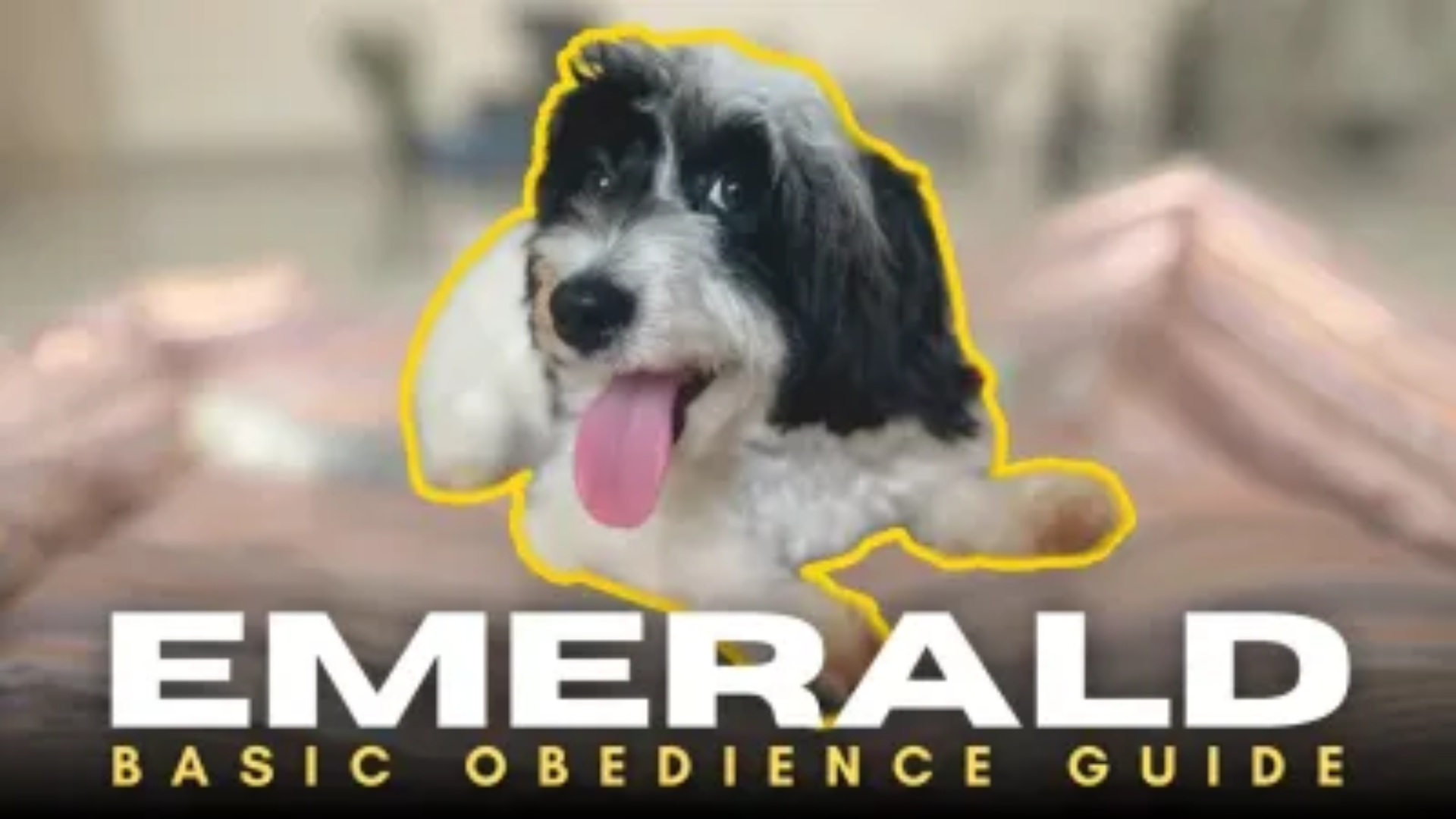 Basic Obedience Guide with Emy the Maltipoo