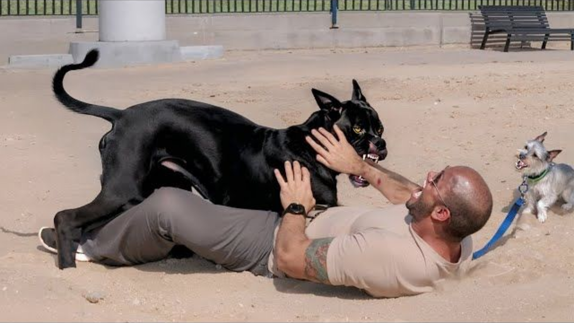 10 Dog Breeds Known as "Living Weapons"