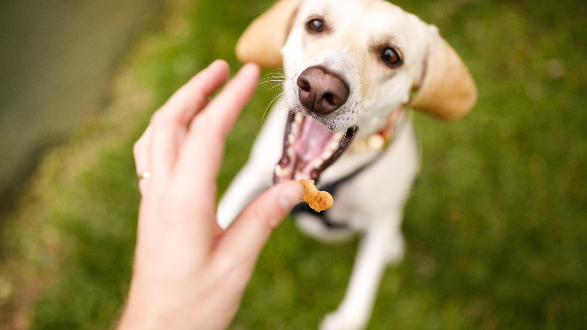 5 Fun & Healthy Homemade Dog Treat Recipes