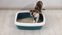 Why Do Cats Cover Their Poop?