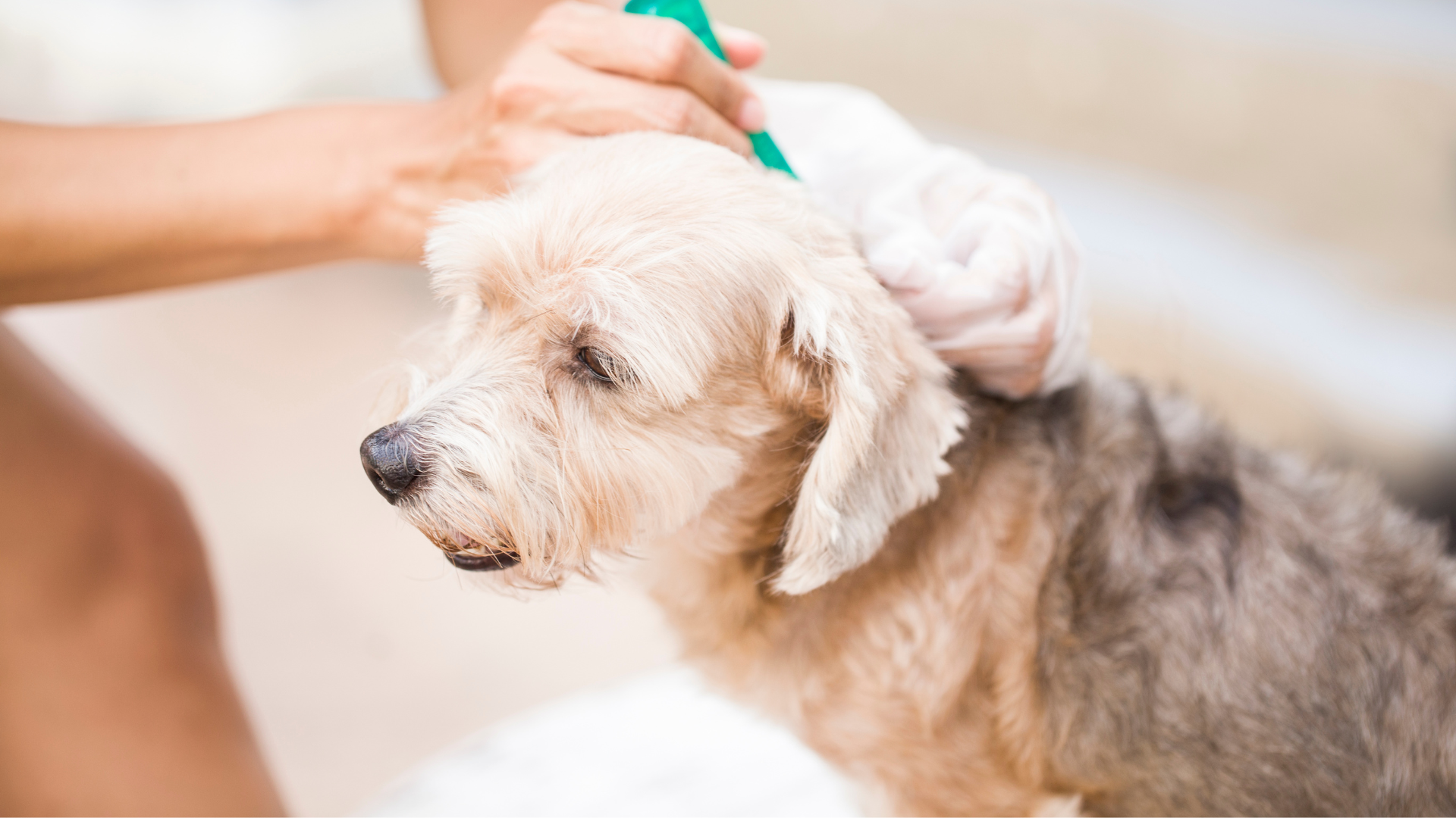 The Best Eco-Friendly Flea Treatments for Dogs