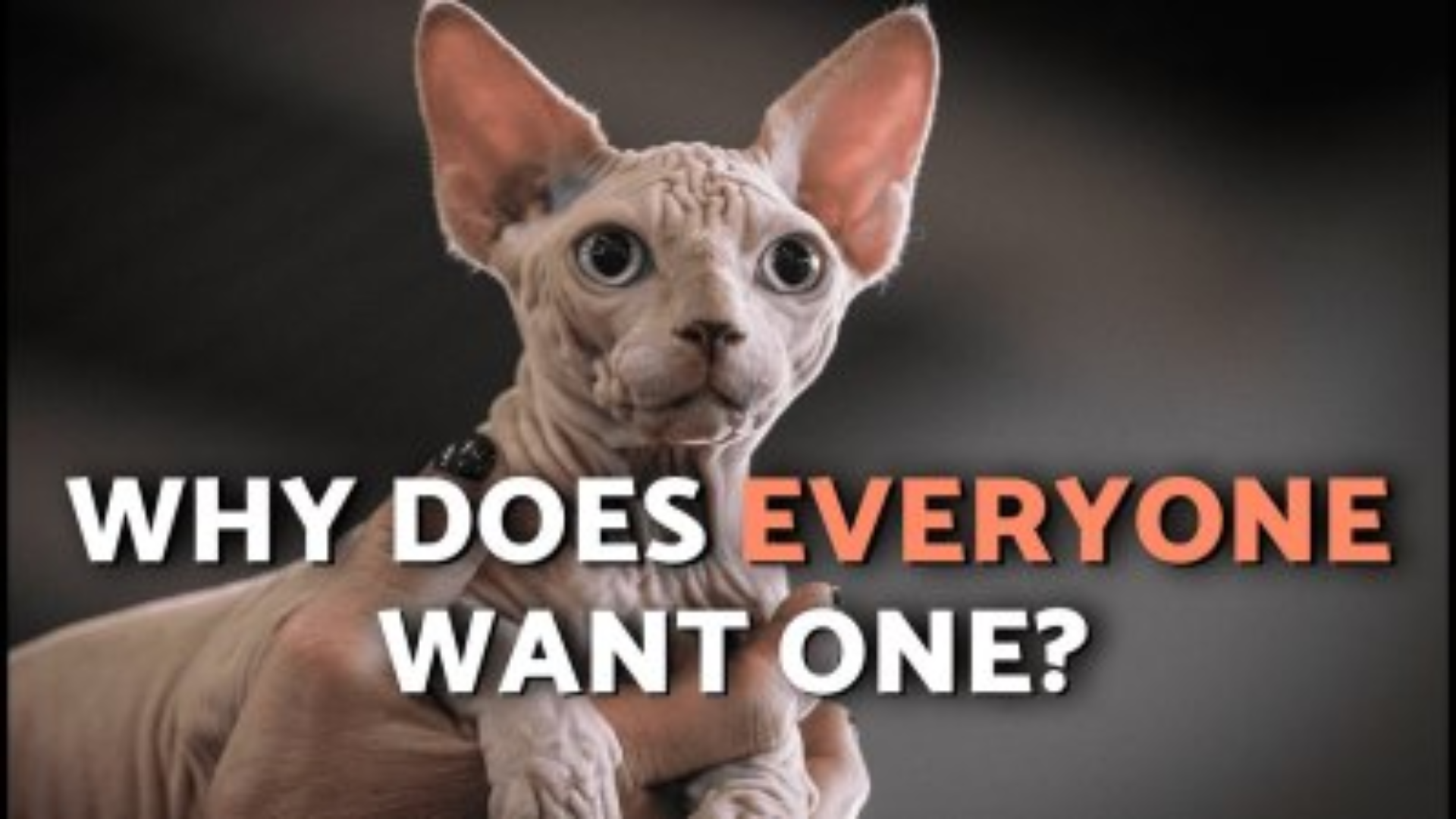 The Fascinating Benefits of Owning a Sphinx Cat
