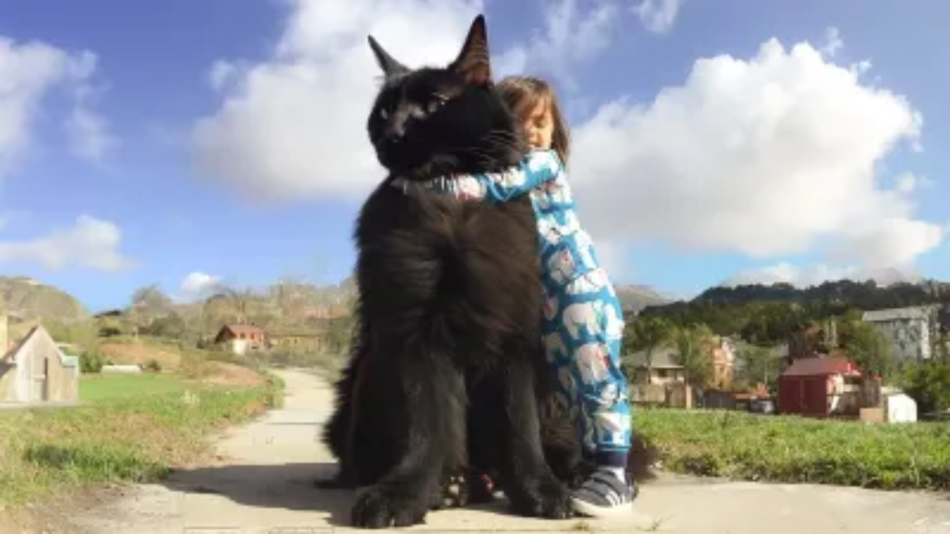 The Biggest Hybrid Cat Breeds