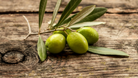 Can Dogs Eat Green Olives?