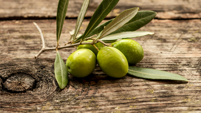 Can Dogs Eat Green Olives?