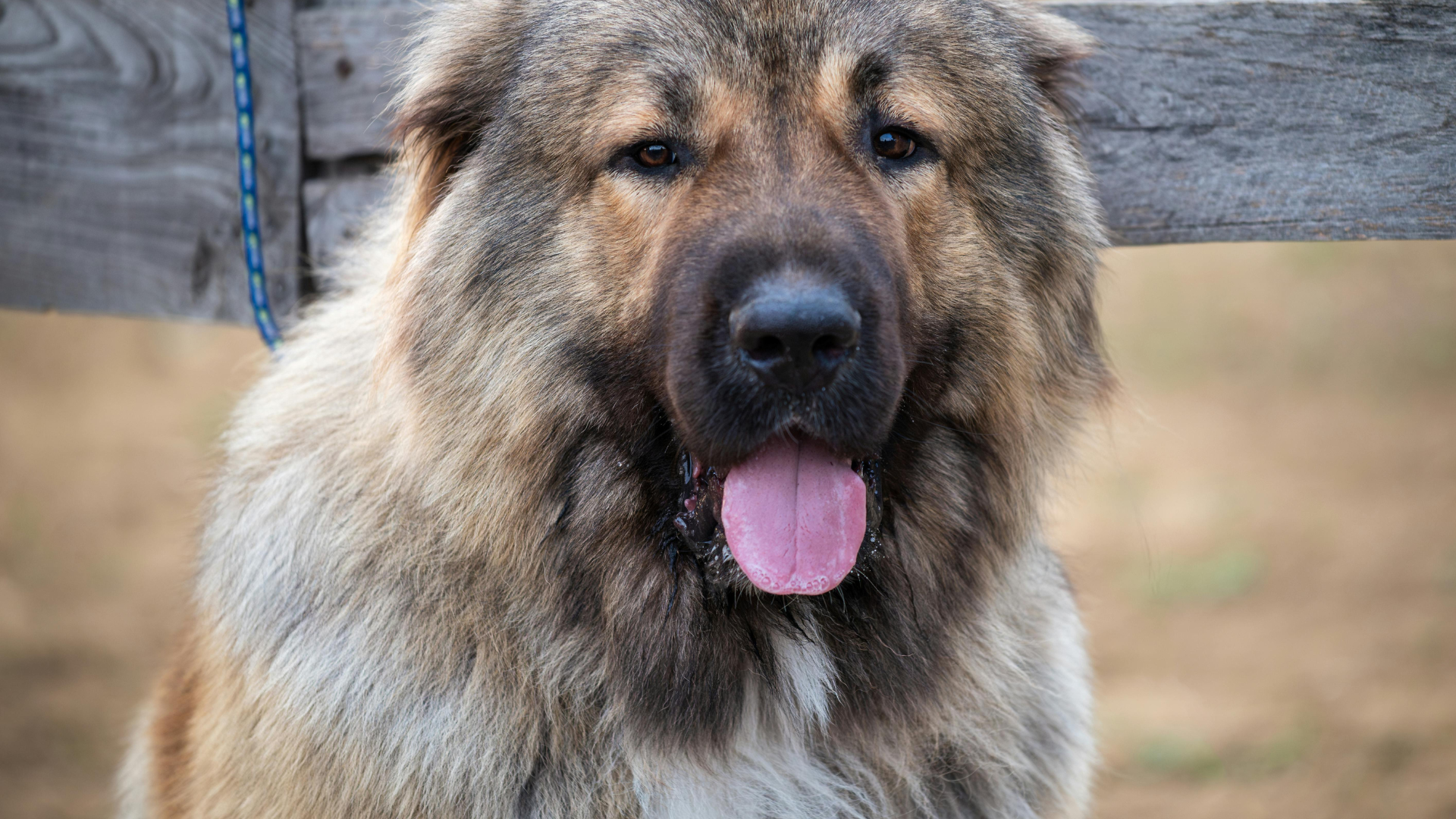 What Is the Largest Dog in the World?