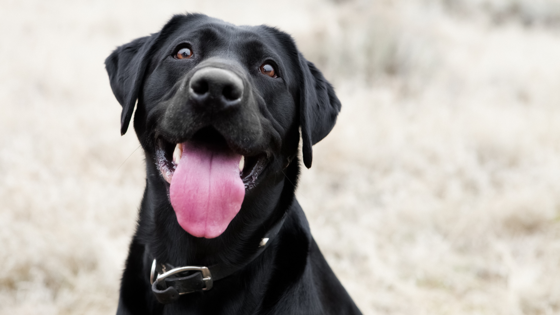Dog Names Male: The Complete Guide to Choosing the Perfect Name for Your Pup
