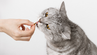 Understanding Kitten Treats