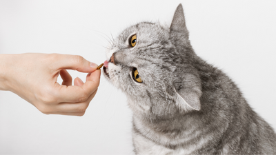 Understanding Kitten Treats