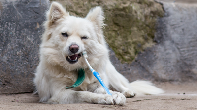 Natural Alternatives to Commercial Dog Toothpaste