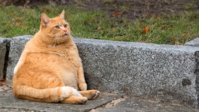 Why Do Cats Put Their Butt in Your Face?