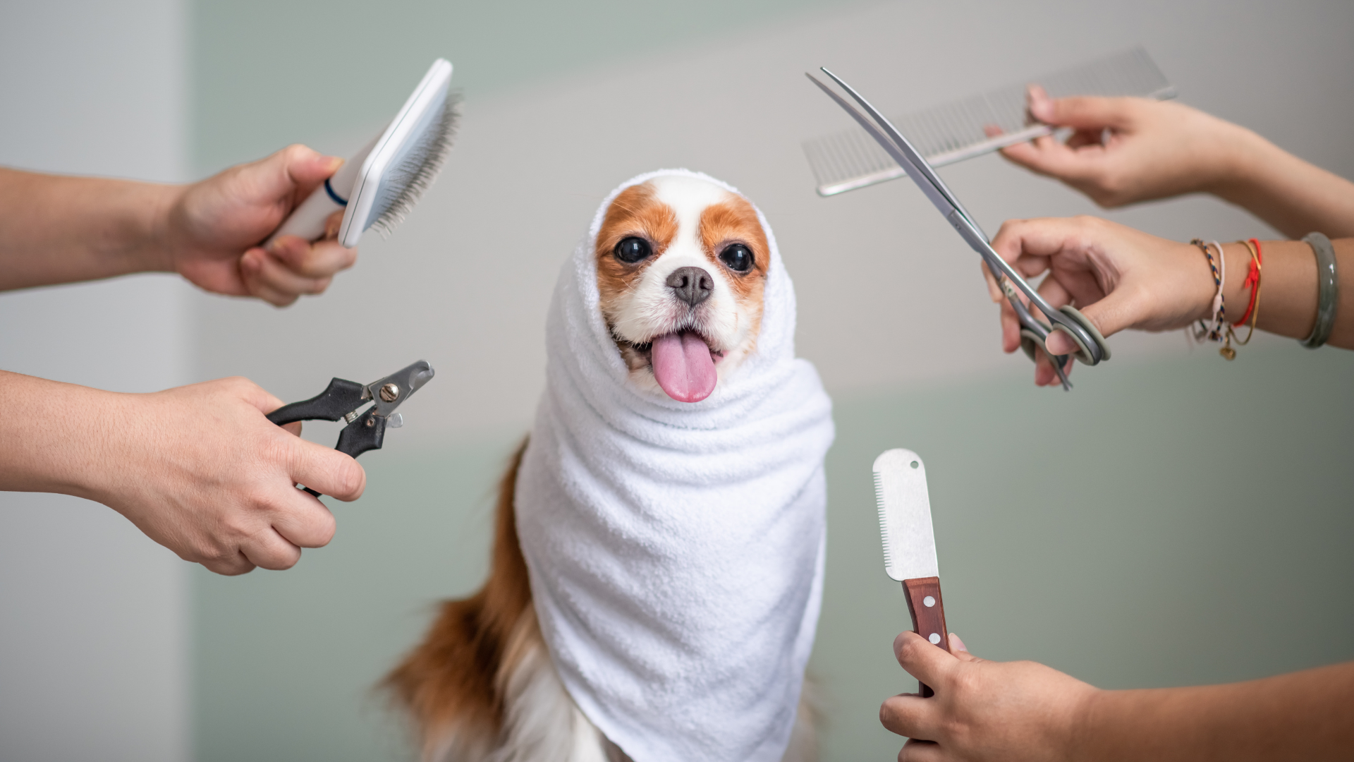Eco-Friendly Grooming: Safe & Natural Products for Dogs