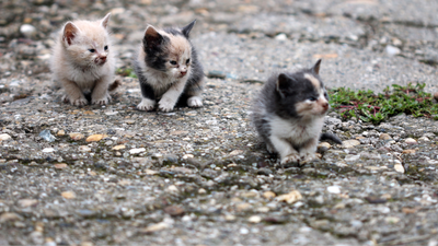 How to Find a Lost Cat: Proven Tips Every Cat Owner Should Know
