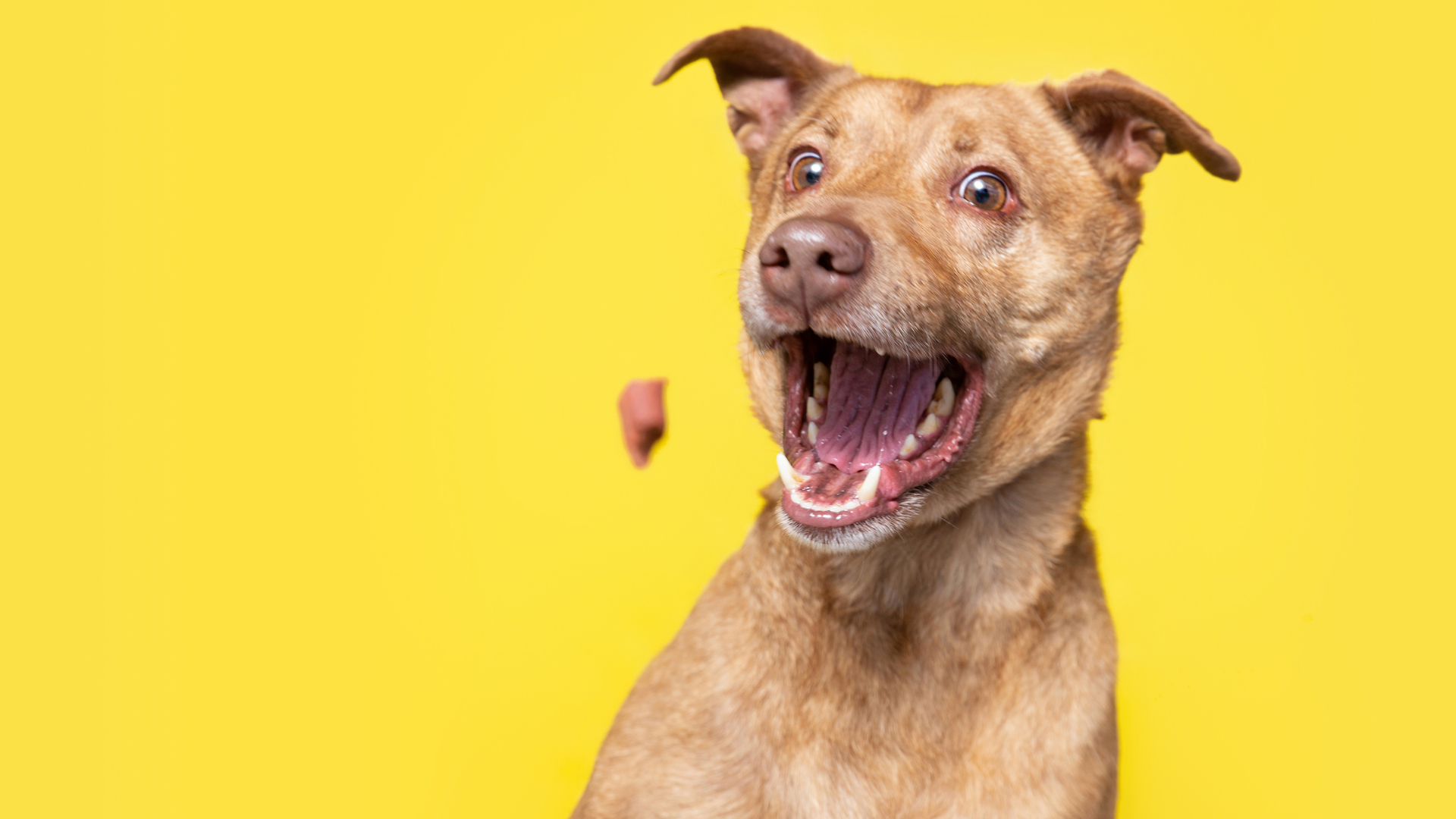 How to Choose Healthy Treats for Your Puppy