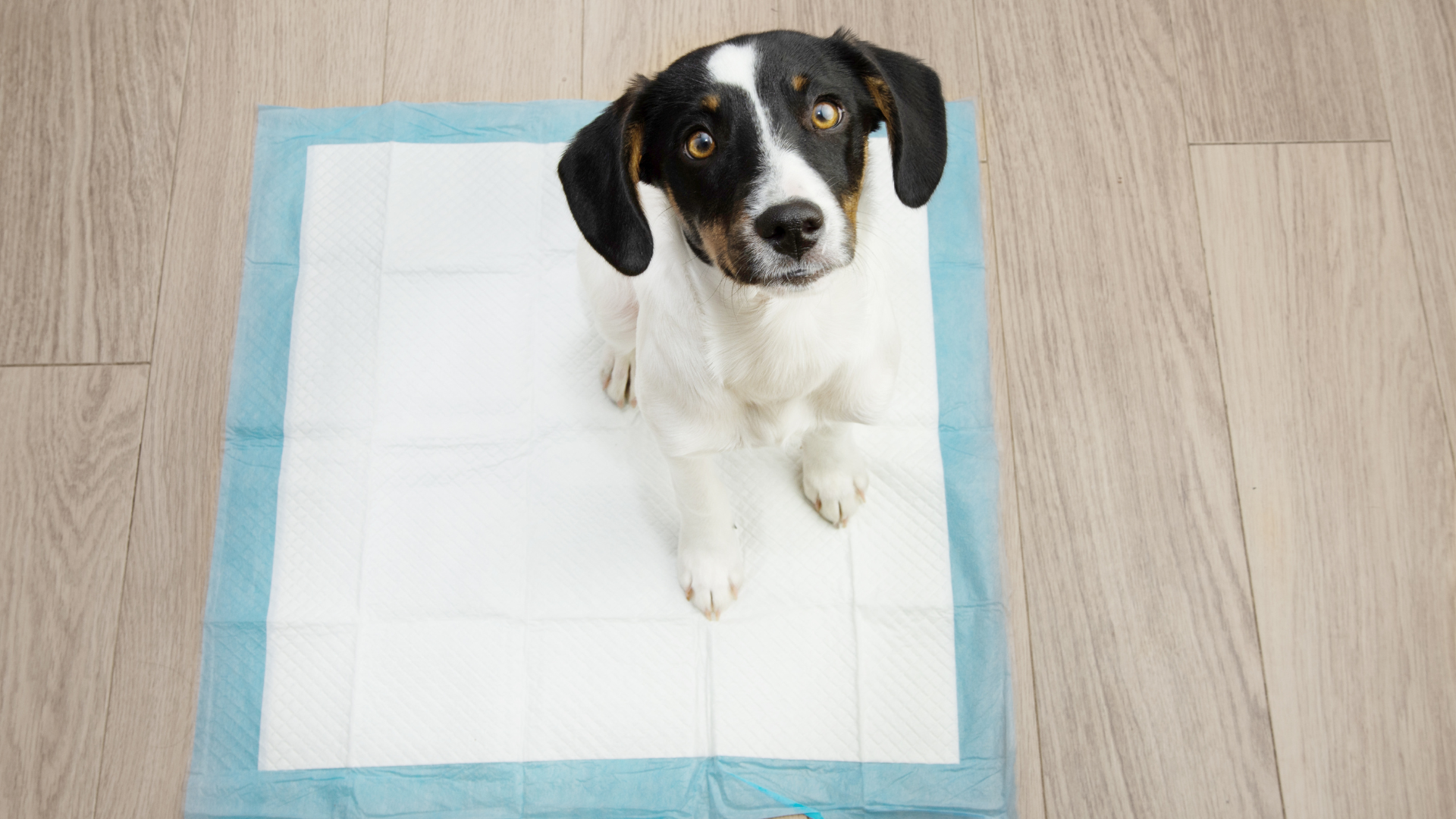 How to Make Eco-Friendly Puppy Pee Pads