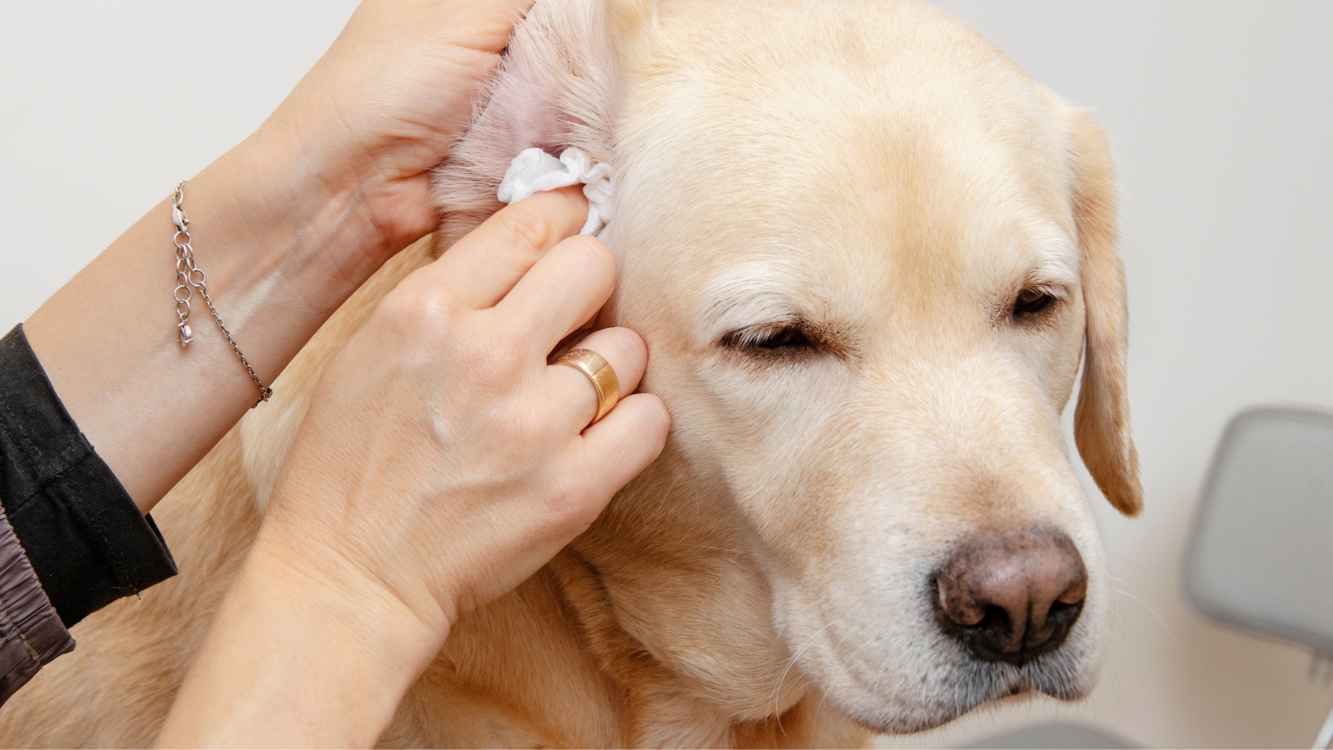 Best Natural Ear Cleaning Solutions for Dogs
