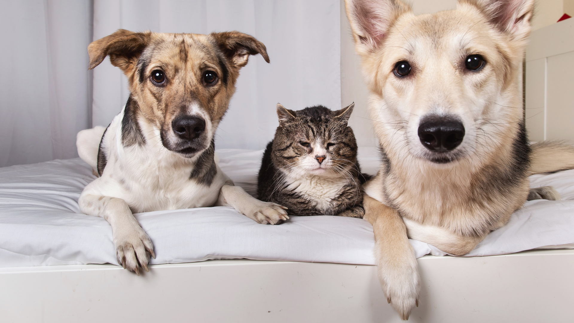 The Benefits of Adopting a Senior Dog