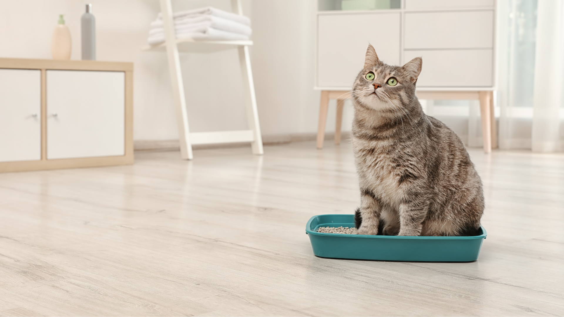 Where to Put Litter Box: The Complete Guide to a Clean Home and a Happy Cat