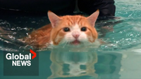 Fat Cat "Peaches" Makes Splash on TikTok Over Weight Loss Routine