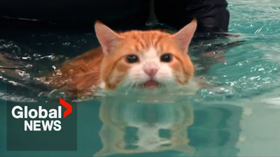 Fat Cat "Peaches" Makes Splash on TikTok Over Weight Loss Routine