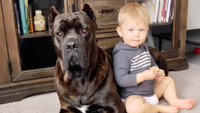 Baby Grows Up With His 125-Pound Dog