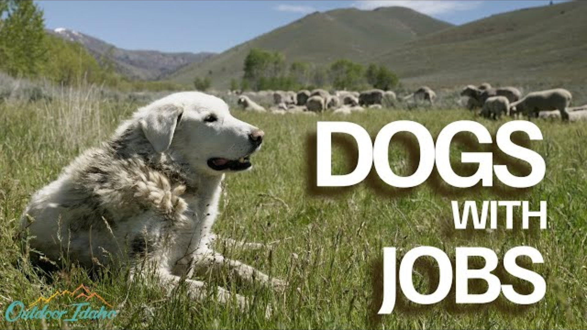 Dogs with Jobs: A Short Documentary