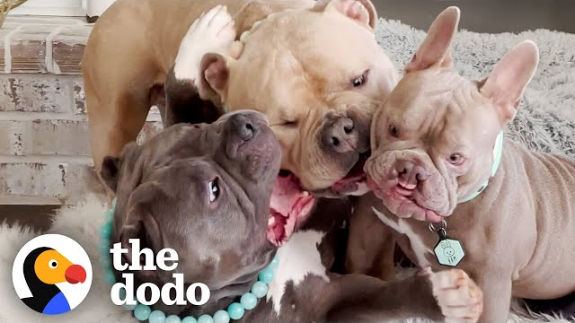 Family Takes 3 Kids And 3 Dogs On Vacation