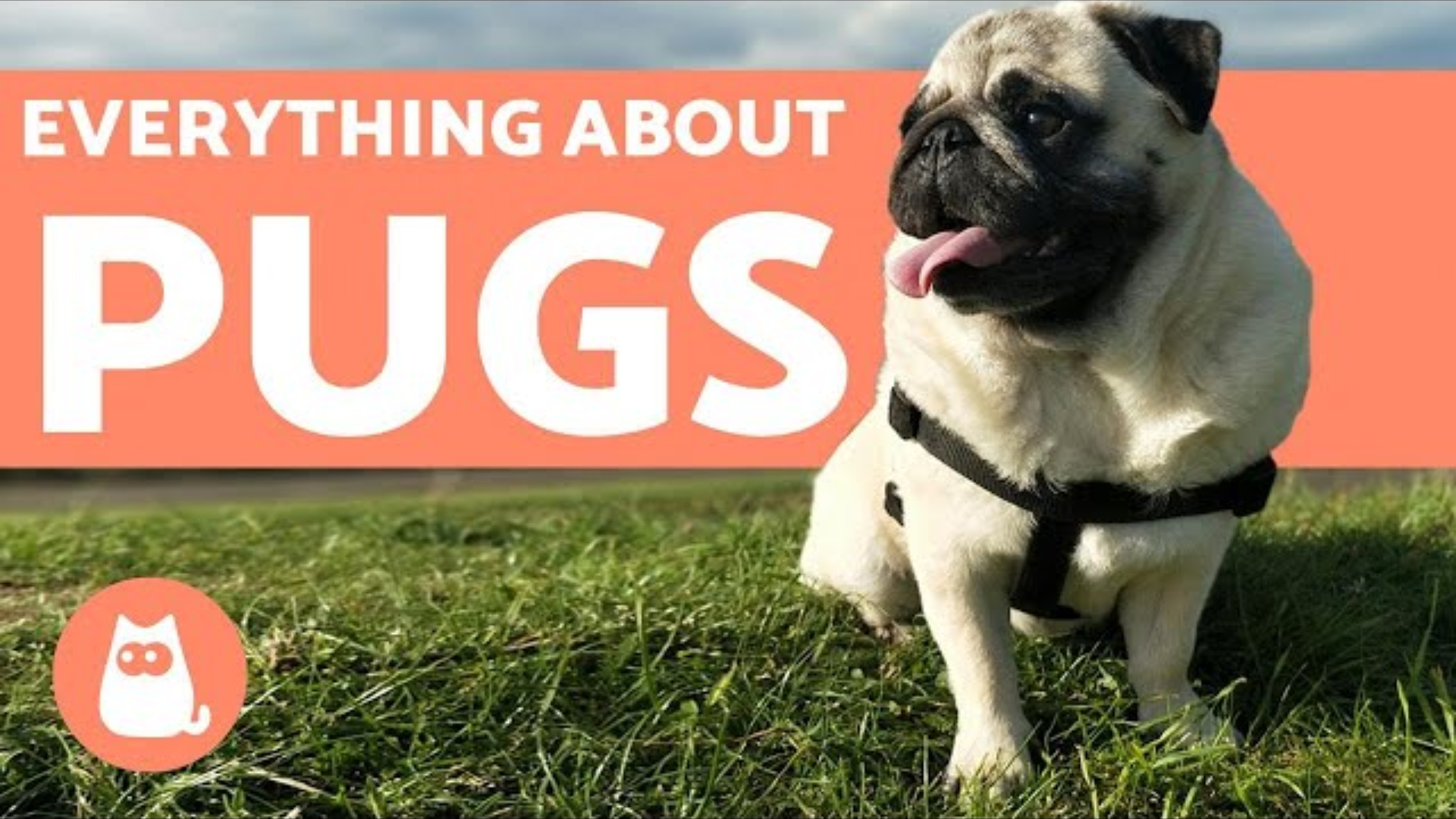 Everything You Need to Know Before Bringing a Pug Into Your Life
