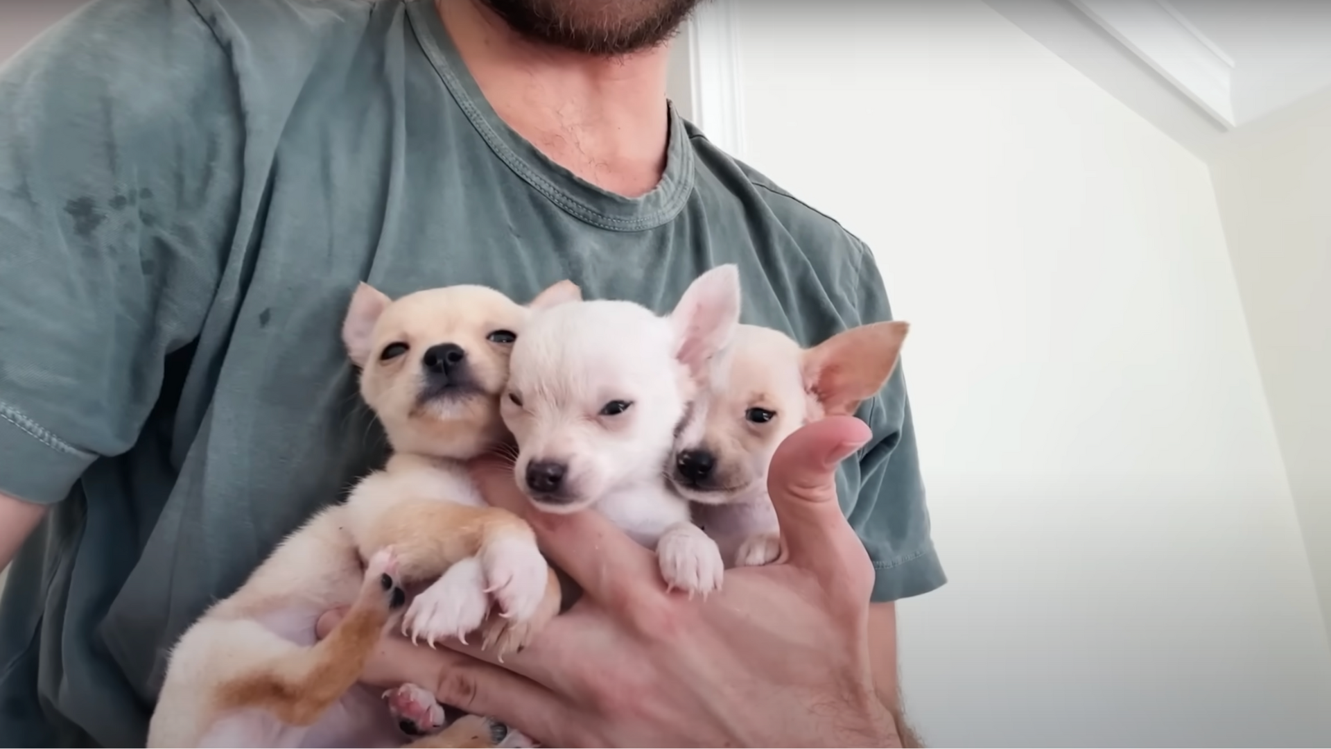 Rescuing Over 80 Dogs & Puppies From a Pet Hoarder