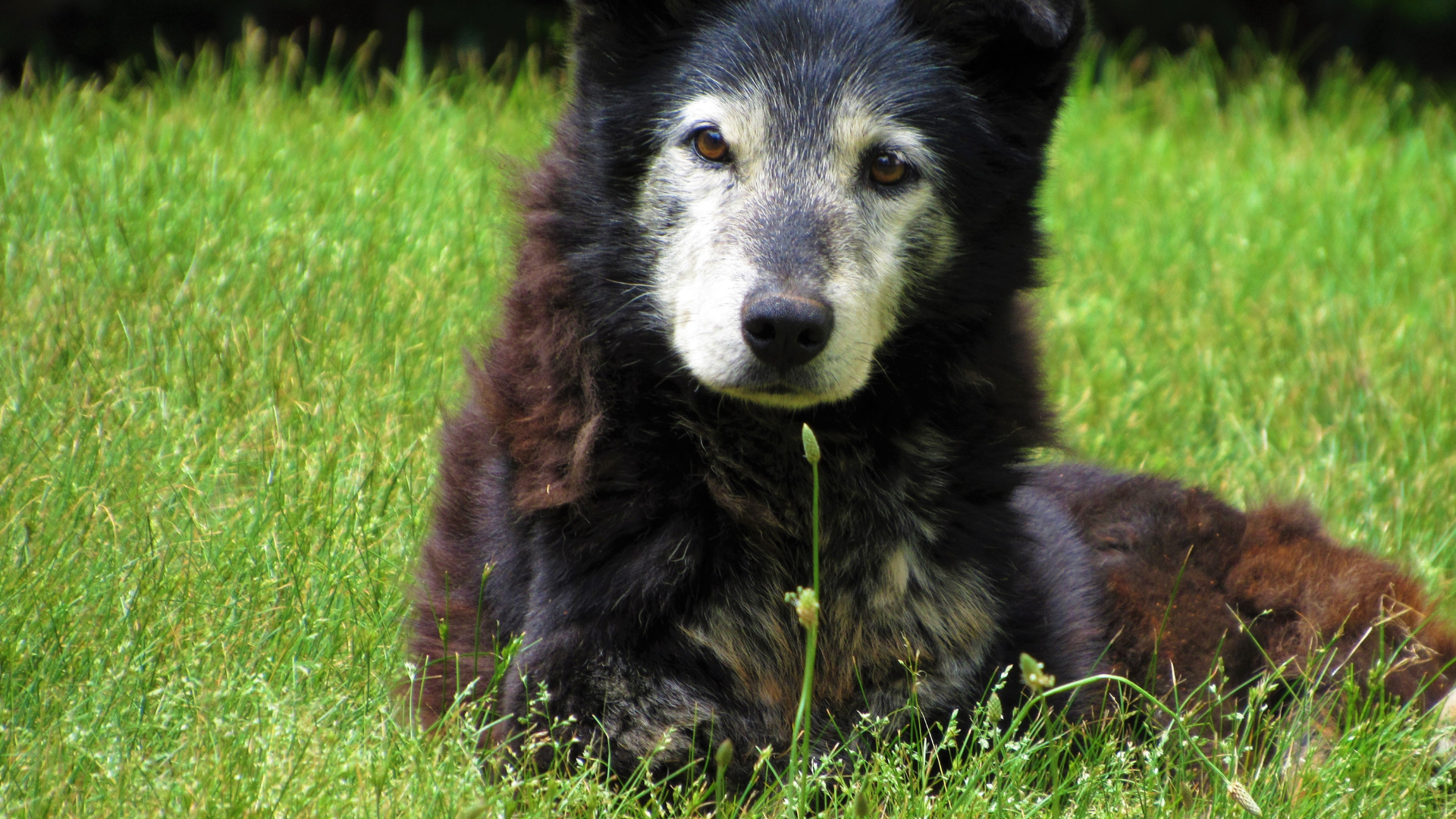 Natural Remedies for Common Senior Dog Ailments