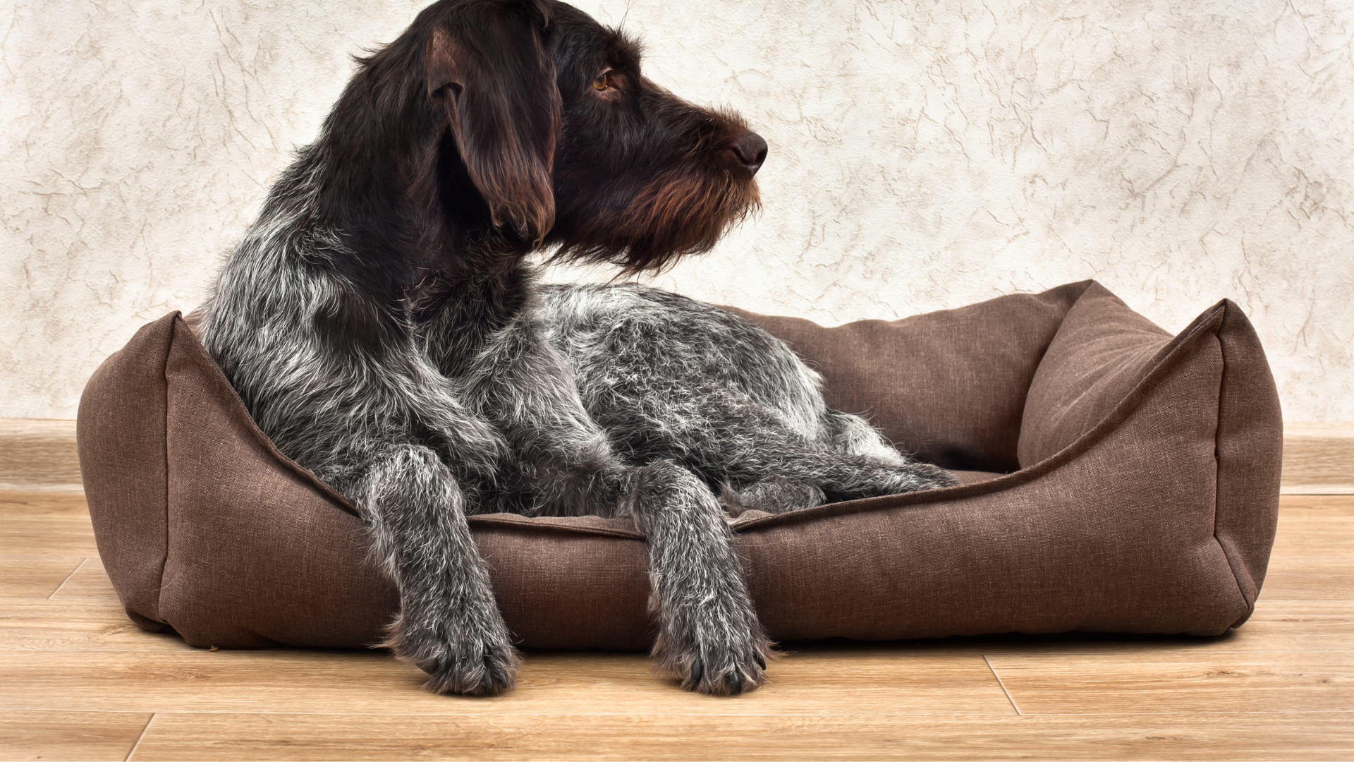 Best Sustainable Materials for Chew-Proof Dog Beds