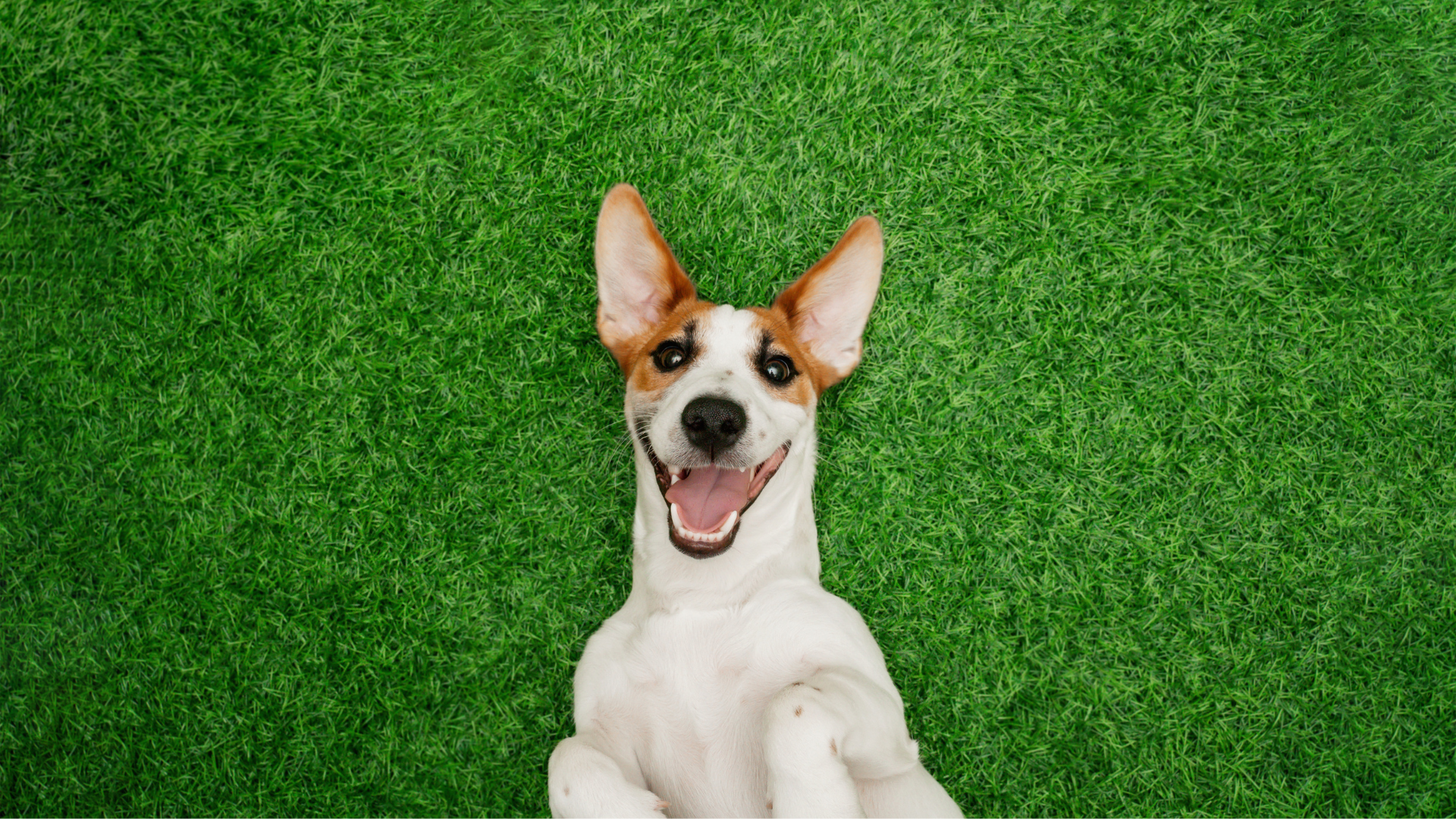 10 Eco-Friendly Products for Pet Parents