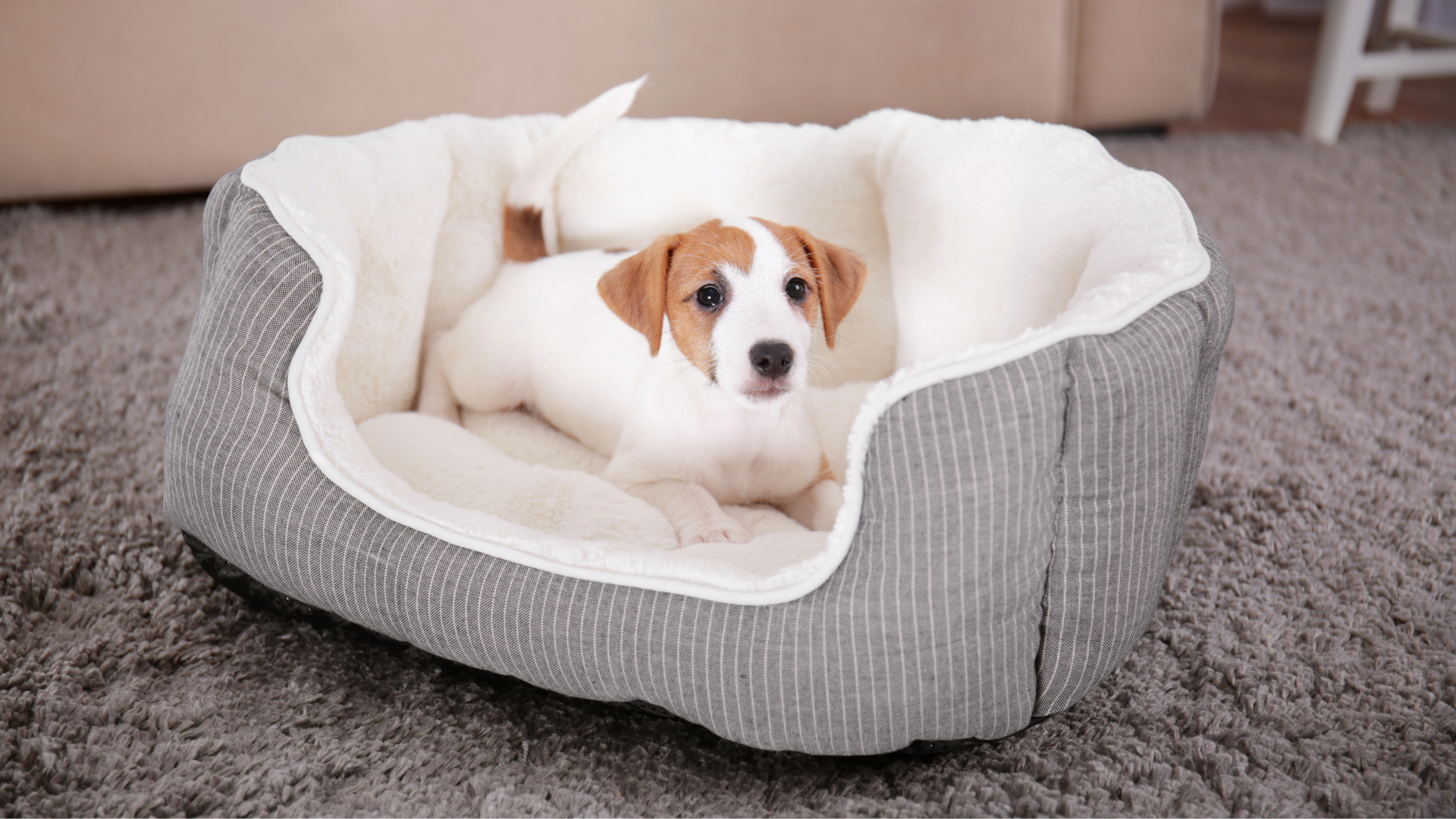 The Best Sustainable Dog Beds for Every Budget