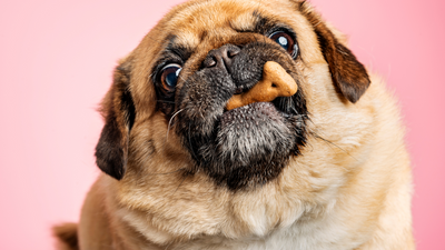 DIY Seasonal Pet Treats for Every Occasion
