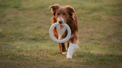 Best Eco-Friendly Toys for Small Dogs