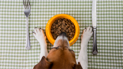 How to Transition Your Dog to a Plant-Based Diet