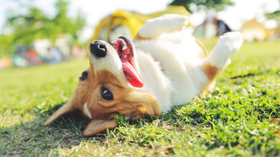 Eco-Friendly Products Every Pet Parent Needs