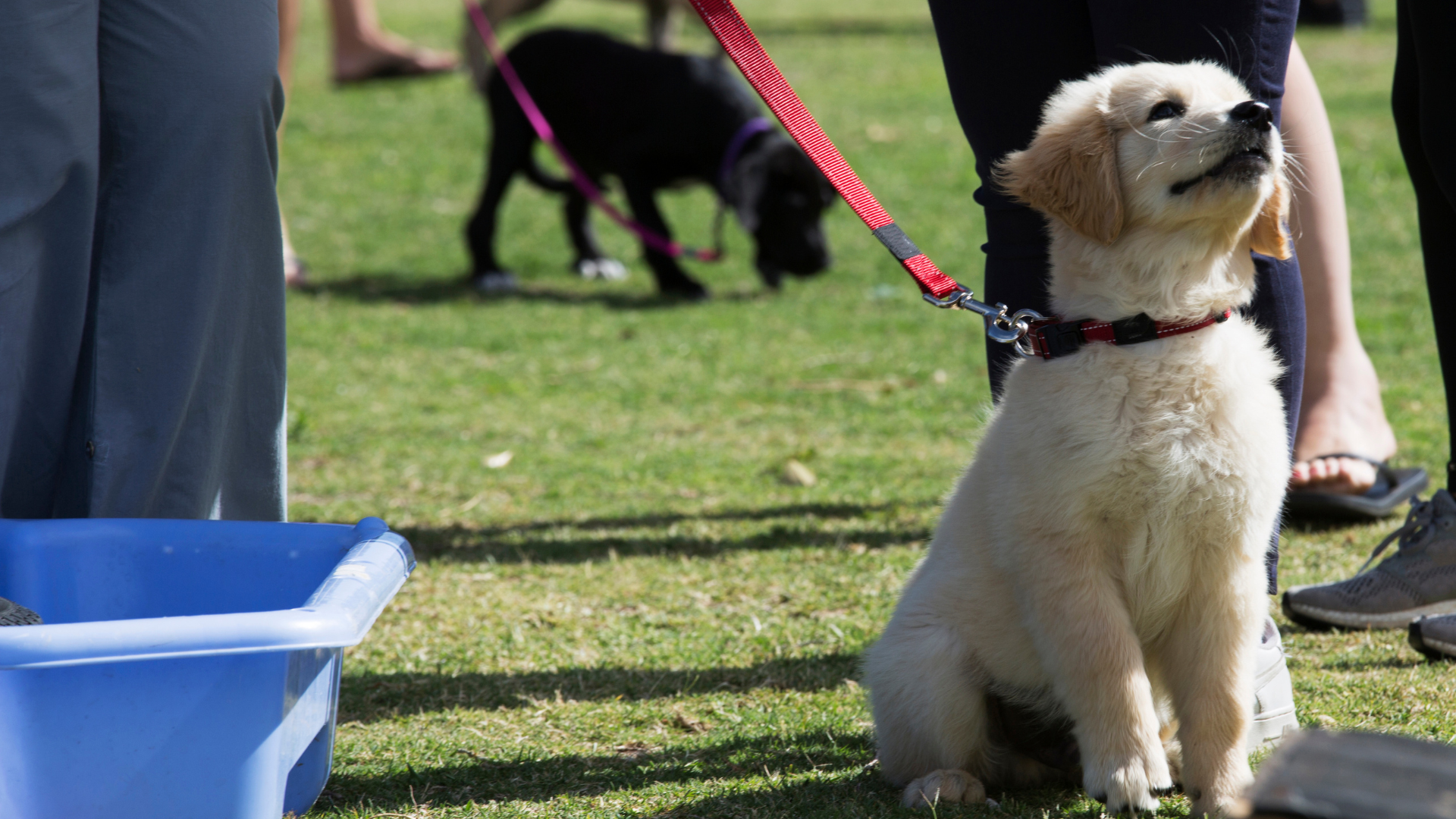 How to Train Your Puppy Using Positive Reinforcement