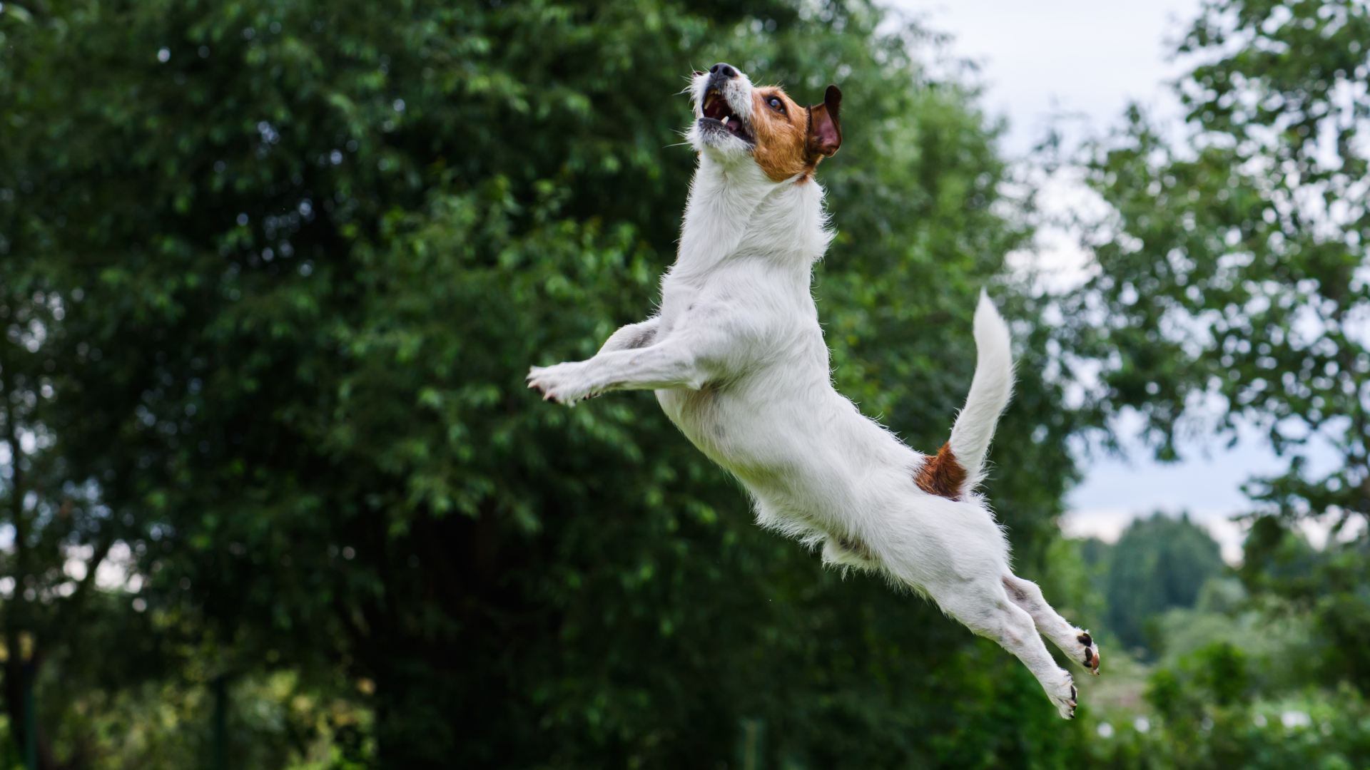 How to Help Your Dog Stay Active as They Age