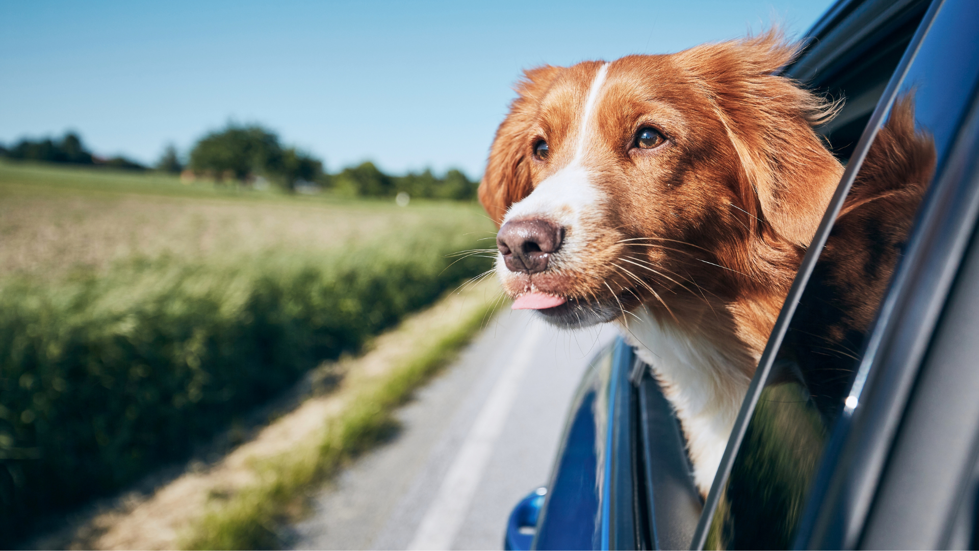 Eco-Conscious Travel: Tips for Adventuring with Your Dog