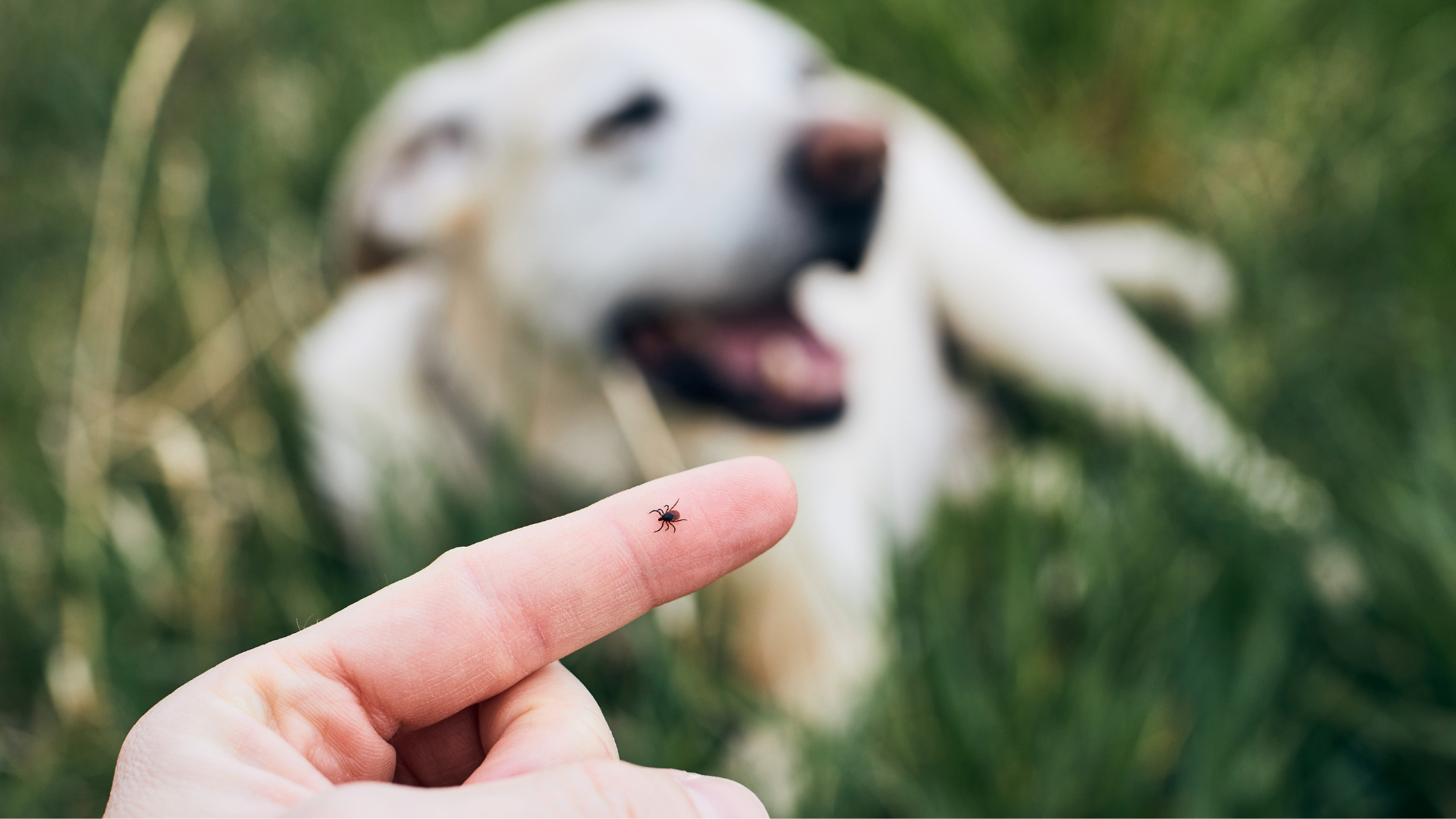 DIY Natural Flea & Tick Repellent for Dogs