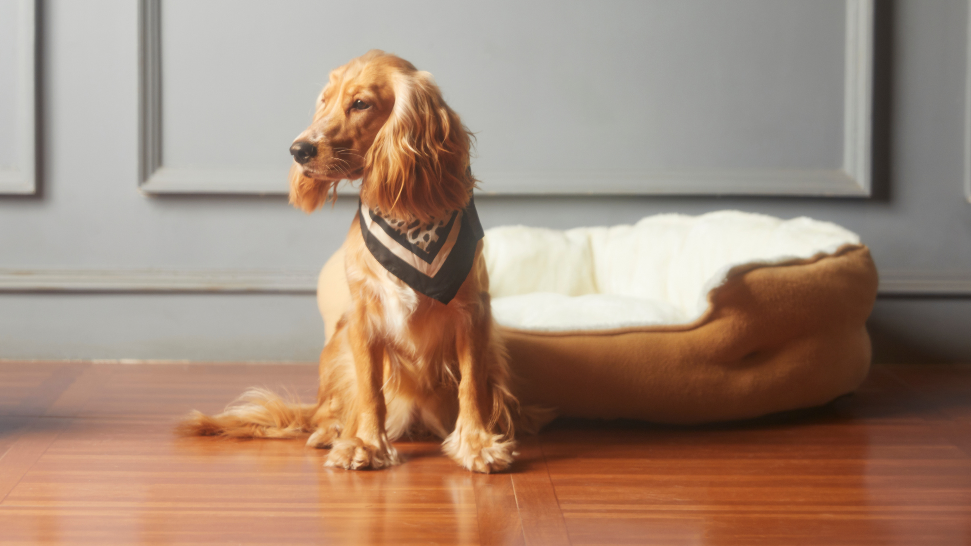 Seasonal Safety Tips for Pets During Holidays