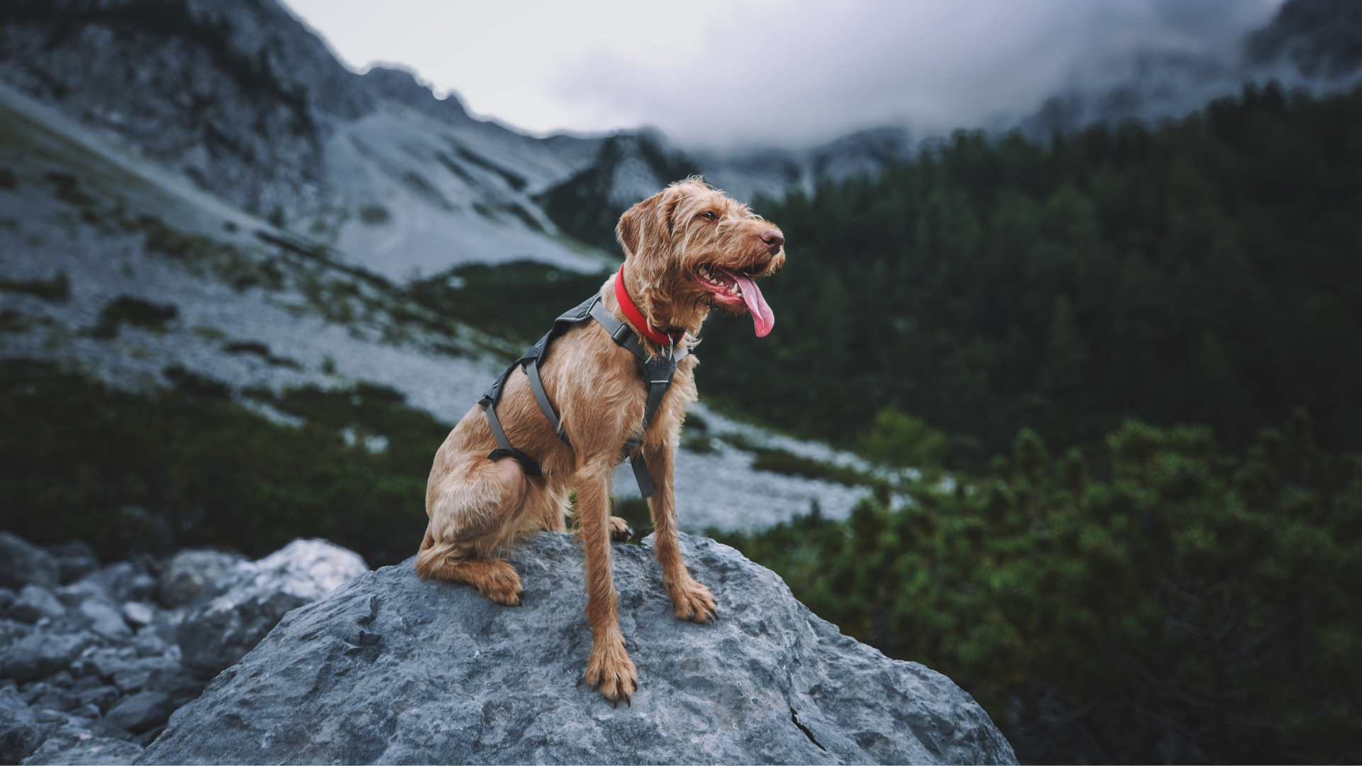 Eco-Friendly Travel Tips for Pet Parents