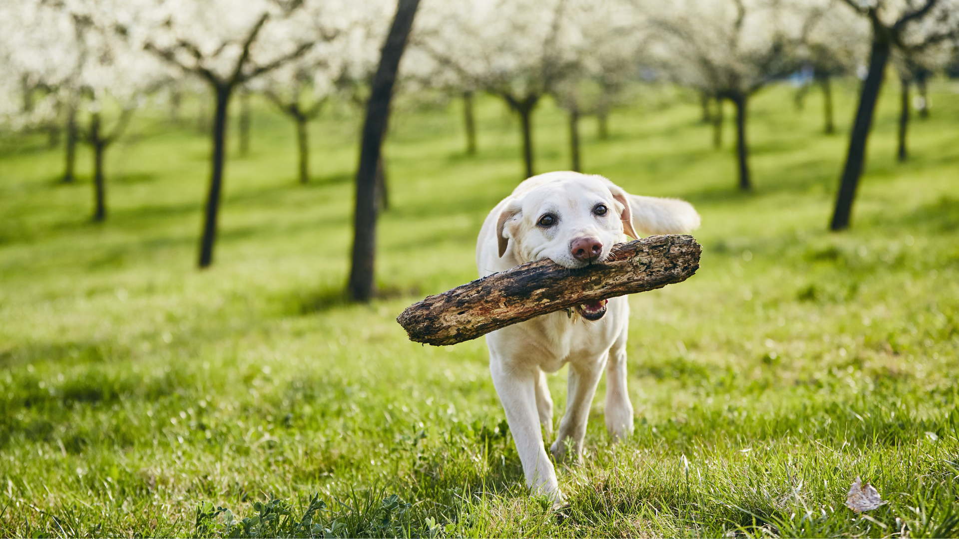 How to Reduce Your Pet’s Carbon Pawprint in 2025
