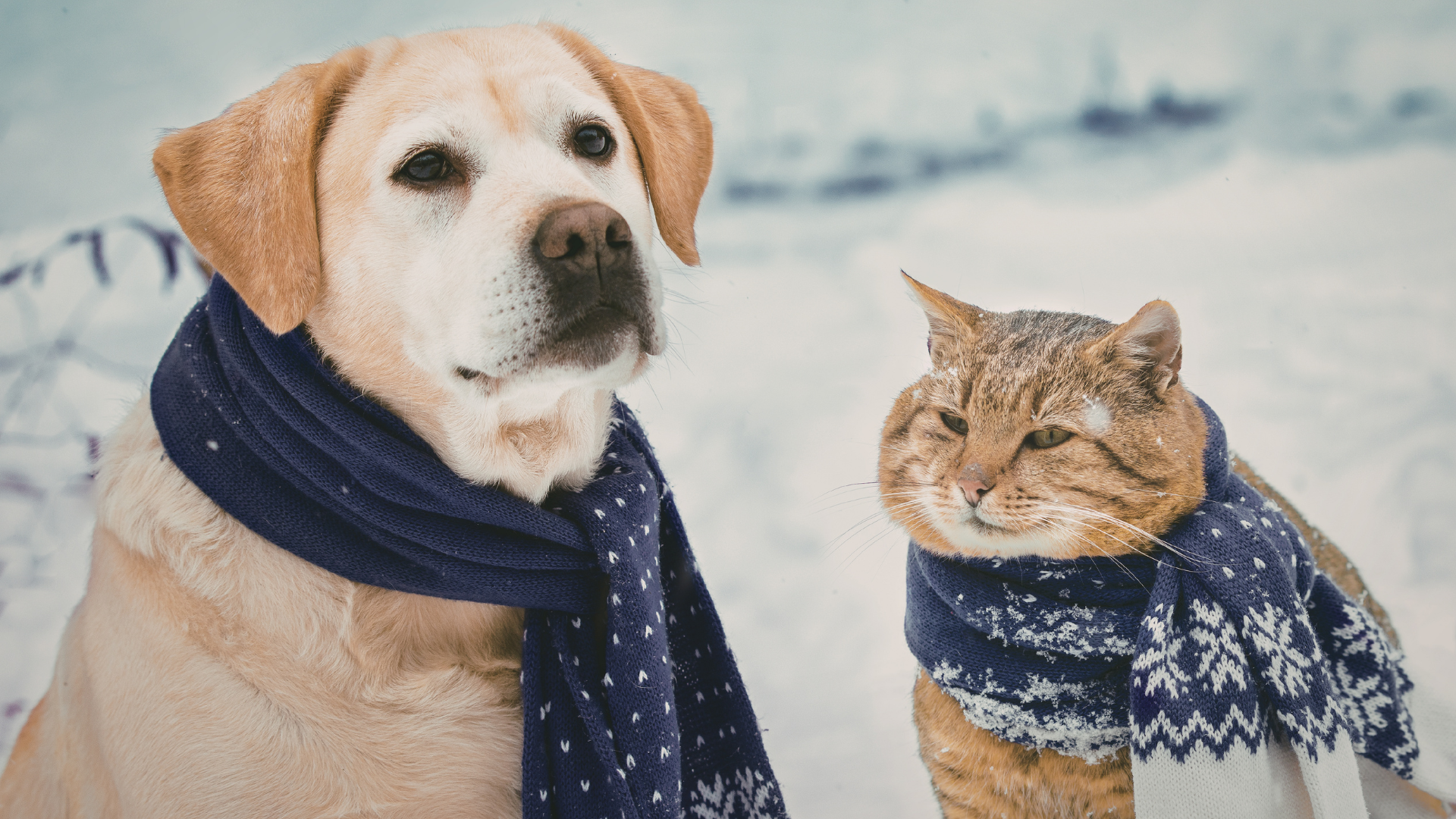 Pets=Kids? The Psychology of People Who Treat Their Pets Like Their Children