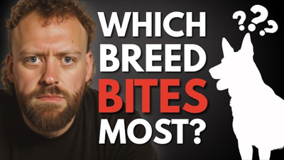 The Dog Breeds That Have Tried to Bite Me Most