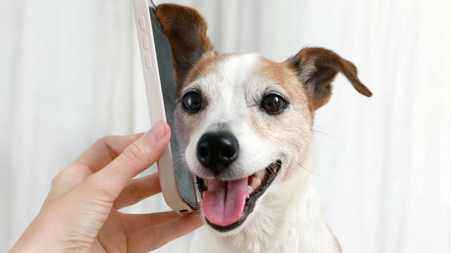 This Dog is Terrified of an iPhone Notification Sound