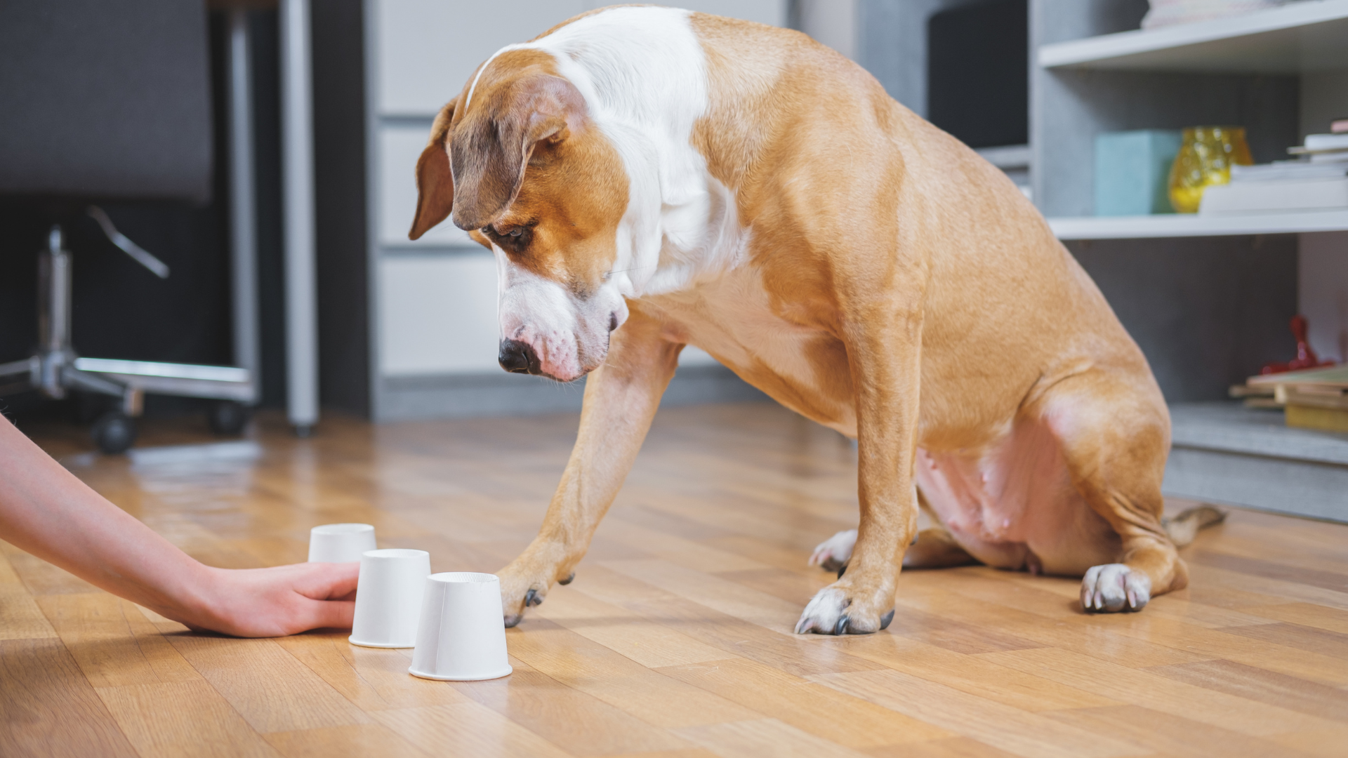 Fun Mental Stimulation Games for Smart Dogs