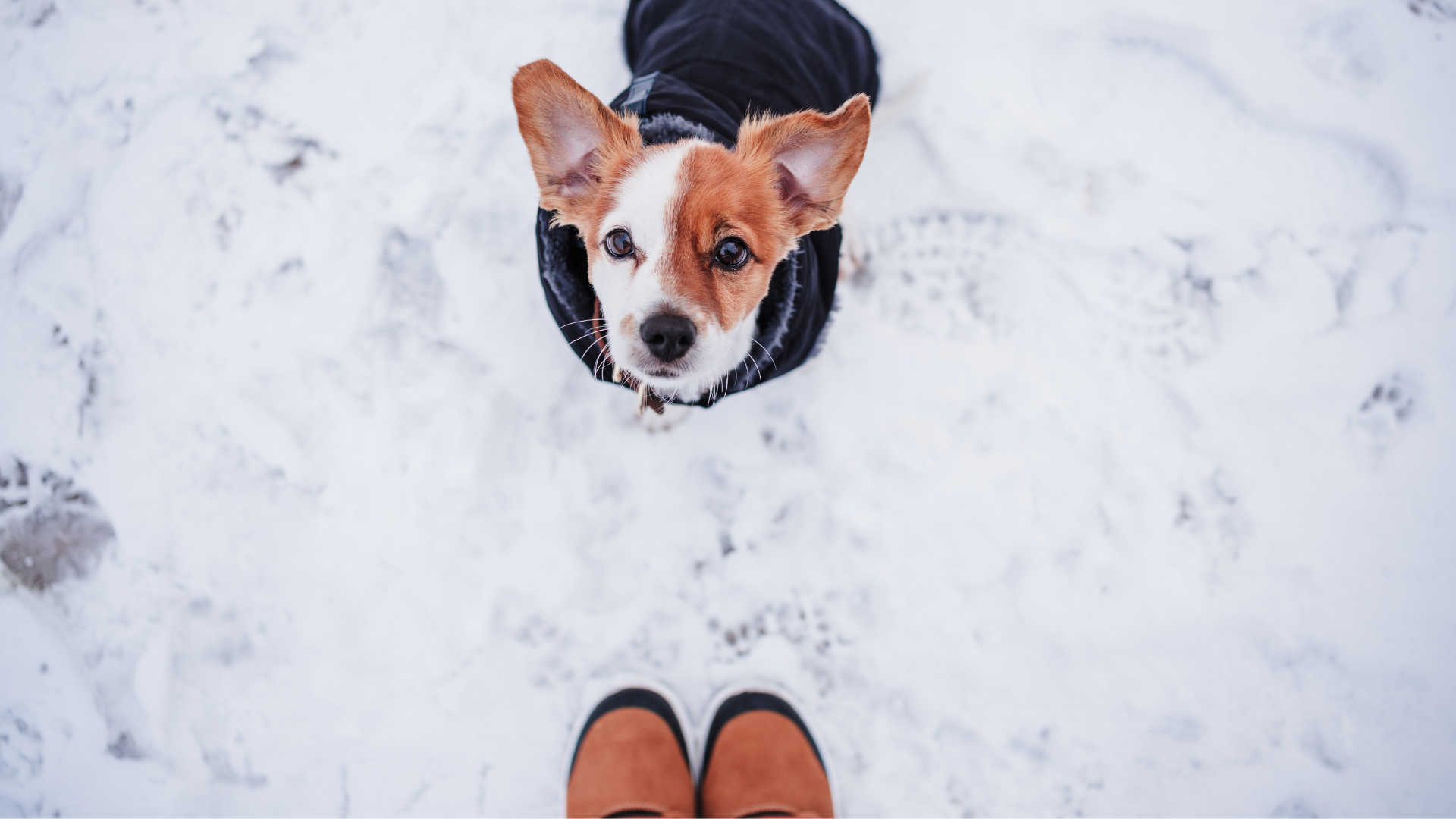 Cold Weather Gear for Dogs: Sustainable & Warm Options
